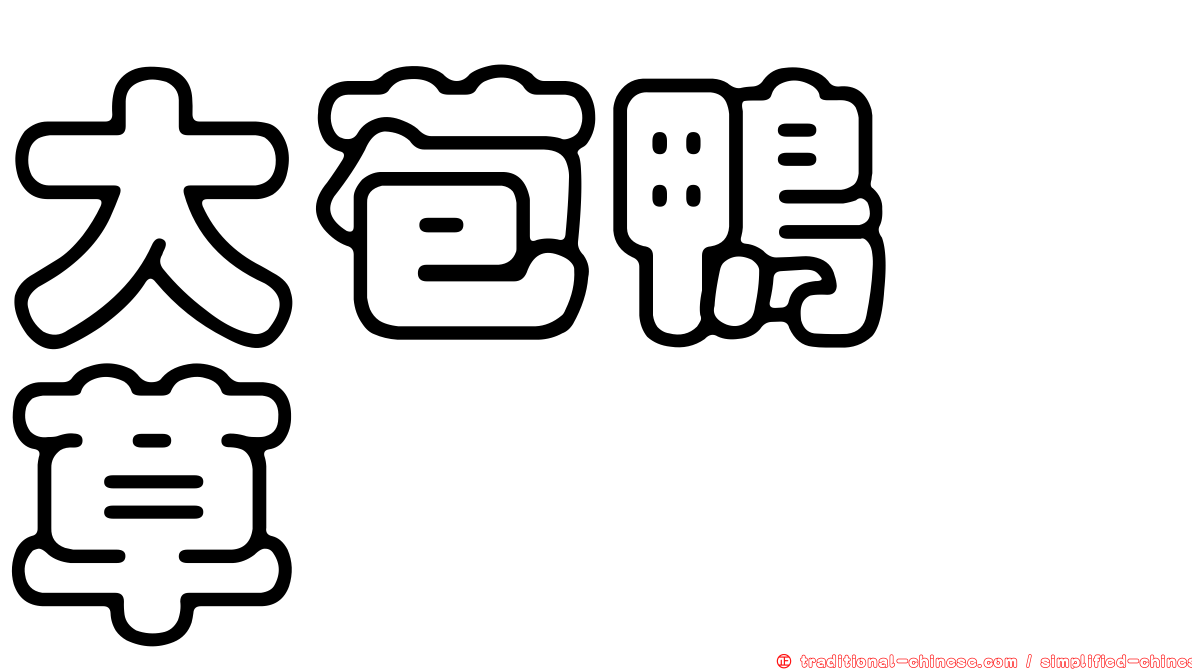 大苞鴨跖草
