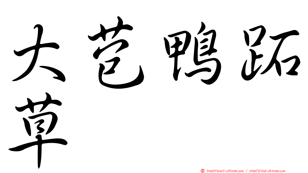 大苞鴨跖草