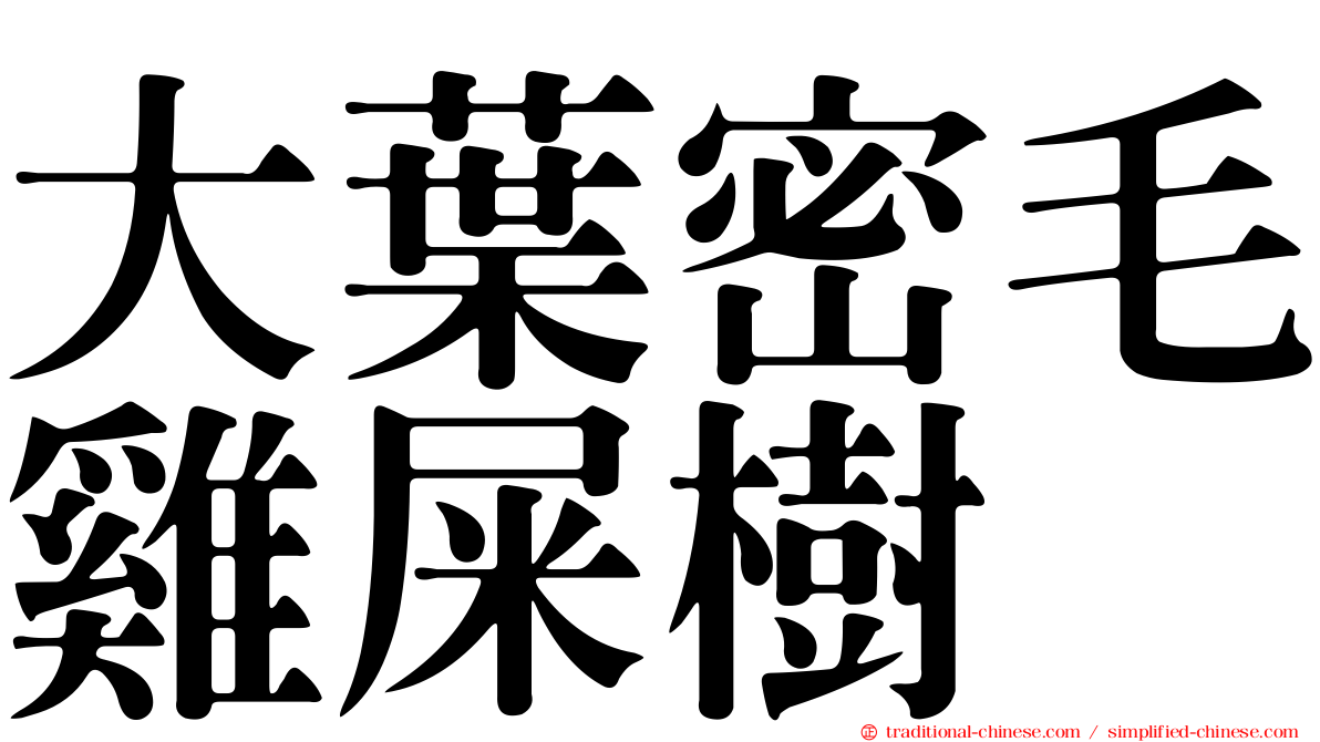 大葉密毛雞屎樹