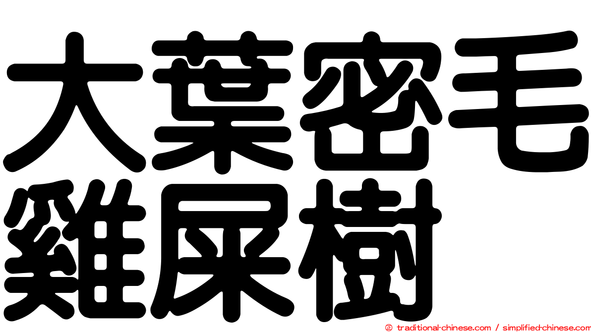 大葉密毛雞屎樹