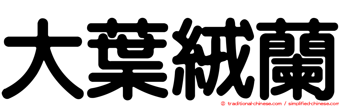 大葉絨蘭
