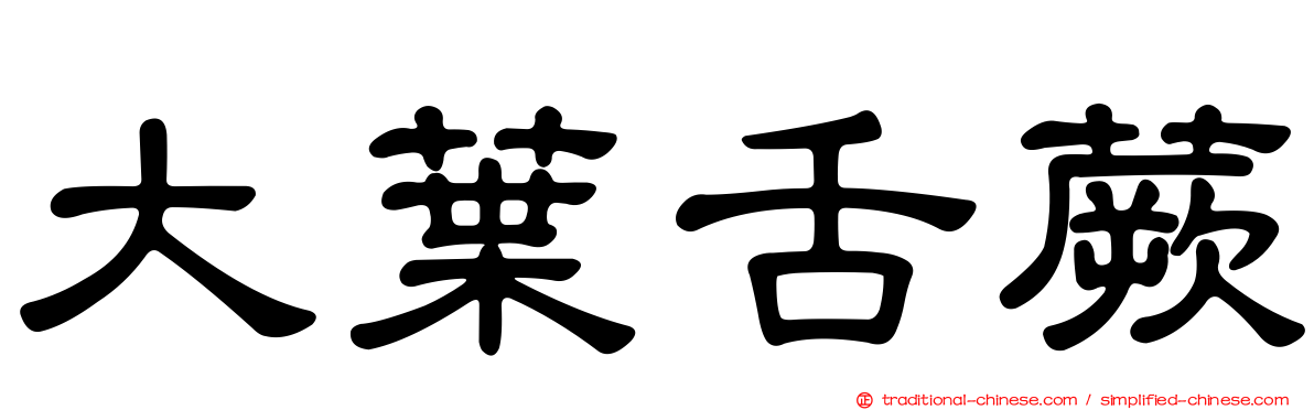 大葉舌蕨