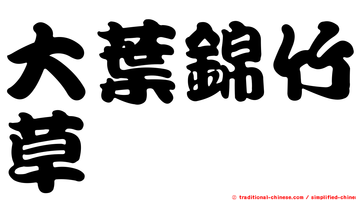 大葉錦竹草