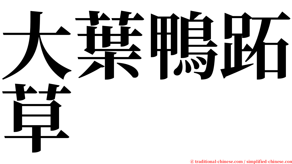 大葉鴨跖草 serif font