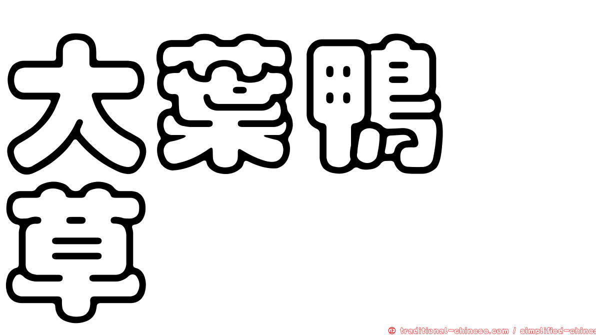 大葉鴨跖草