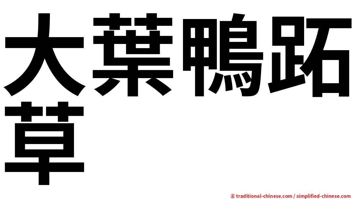 大葉鴨跖草