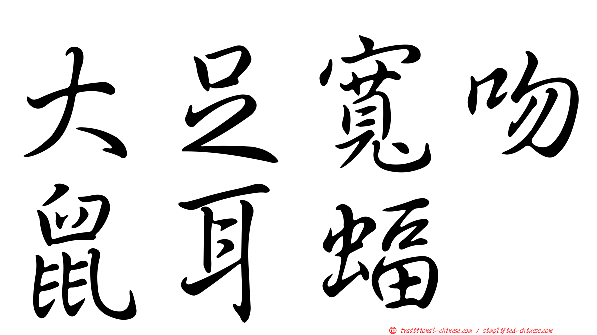 大足寬吻鼠耳蝠
