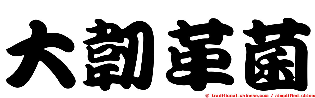 大韌革菌