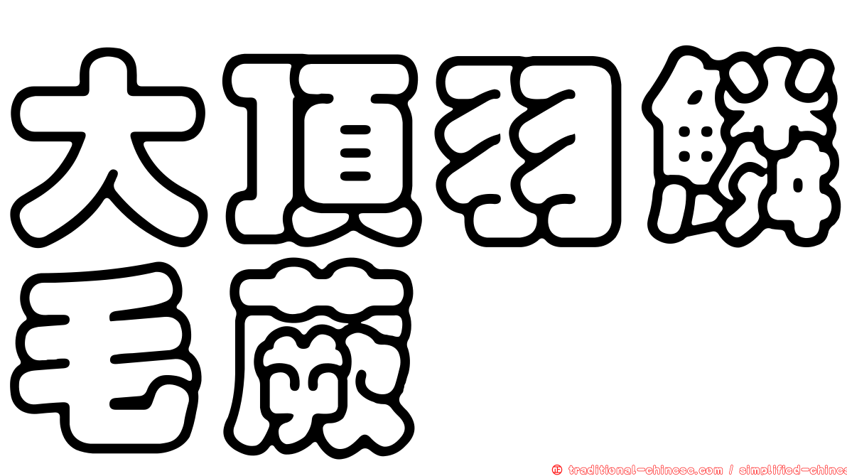 大頂羽鱗毛蕨