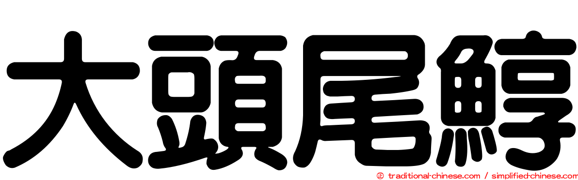大頭尾鯙