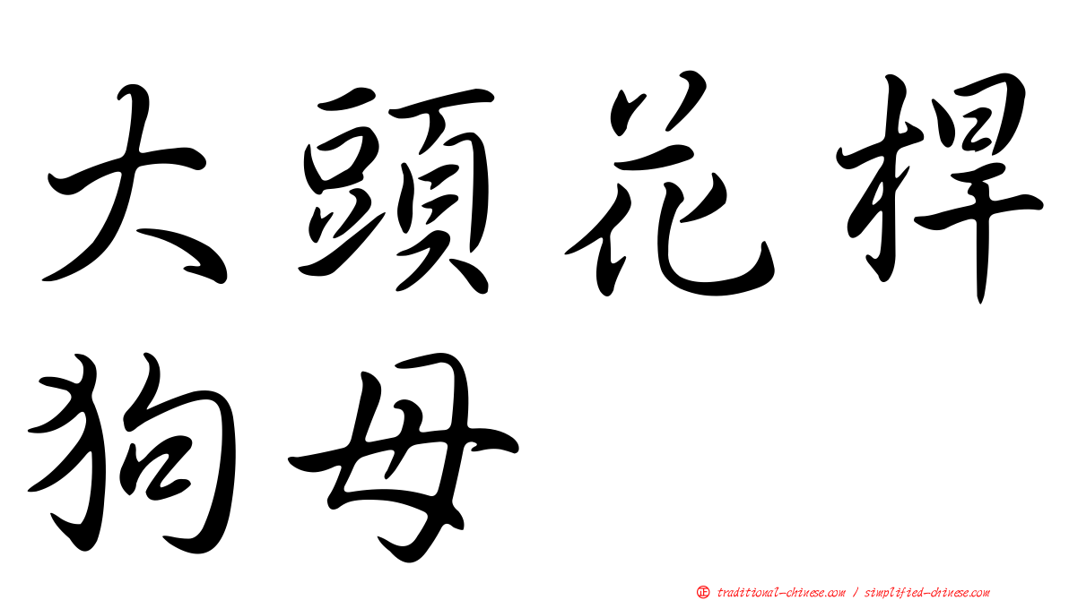 大頭花桿狗母