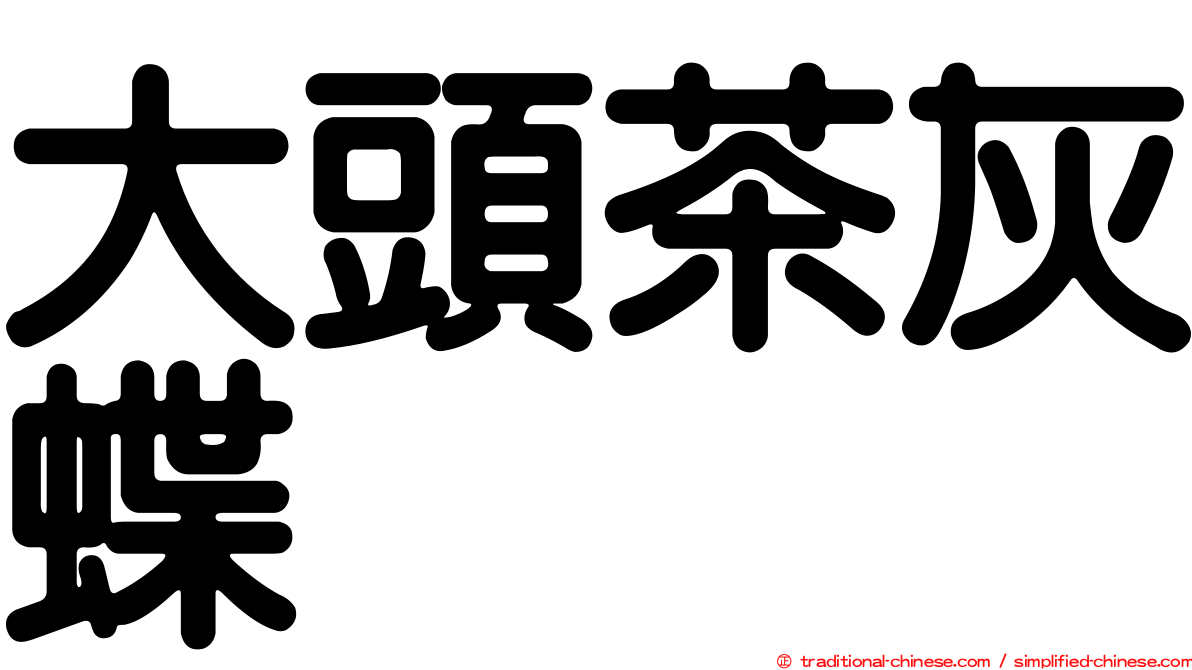 大頭茶灰蝶