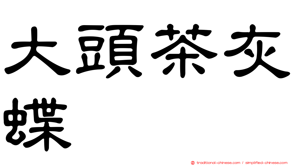 大頭茶灰蝶