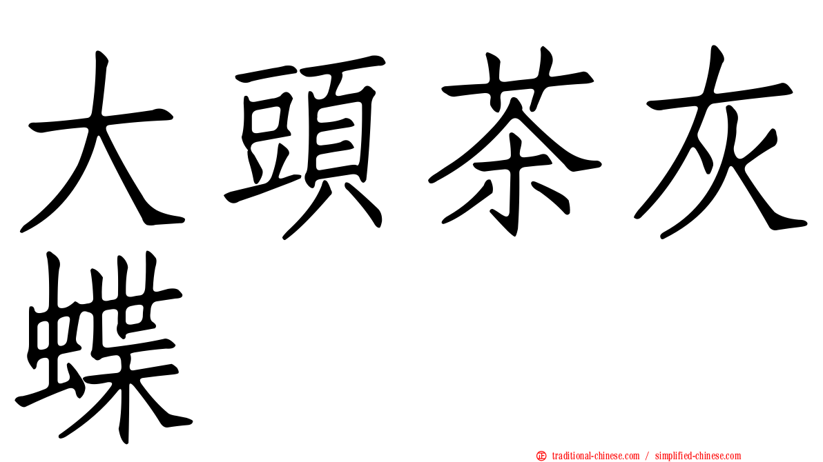 大頭茶灰蝶