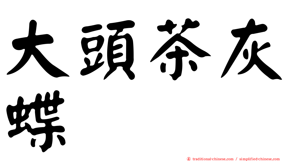 大頭茶灰蝶