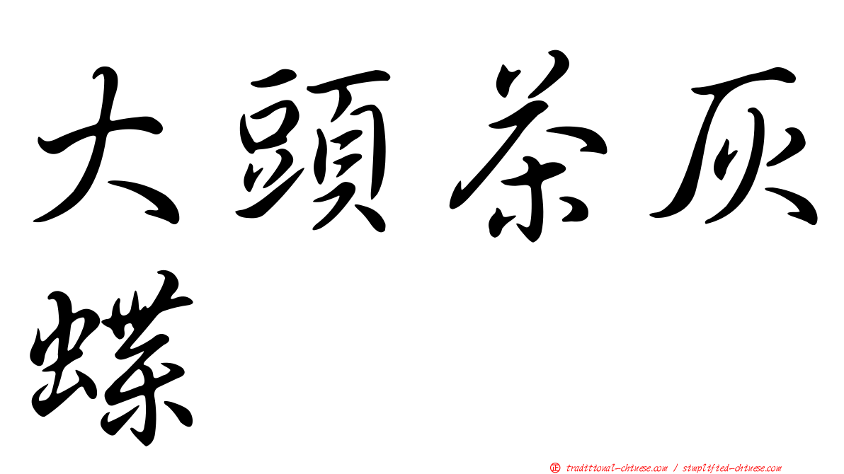 大頭茶灰蝶