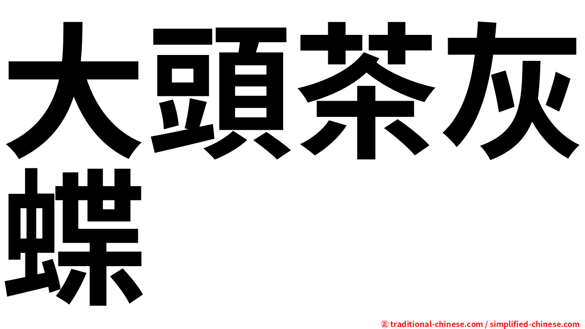 大頭茶灰蝶