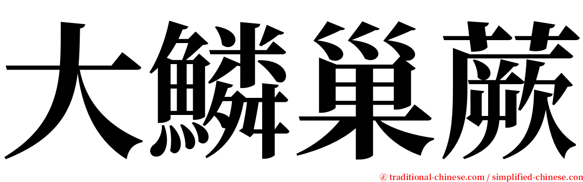 大鱗巢蕨 serif font