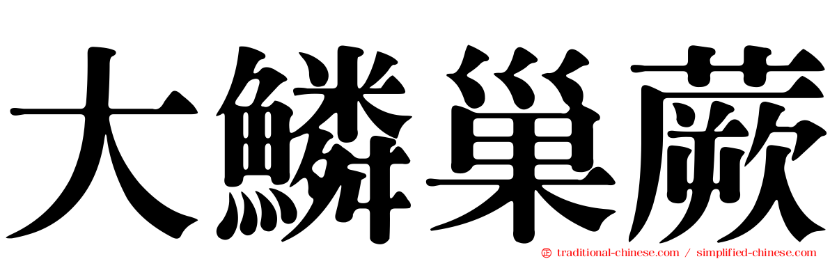 大鱗巢蕨