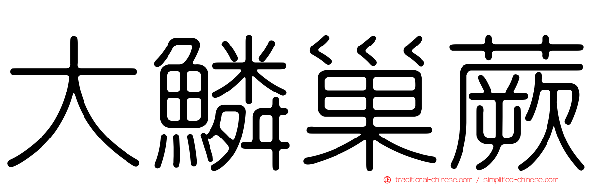 大鱗巢蕨