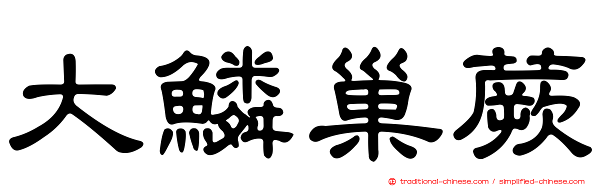 大鱗巢蕨
