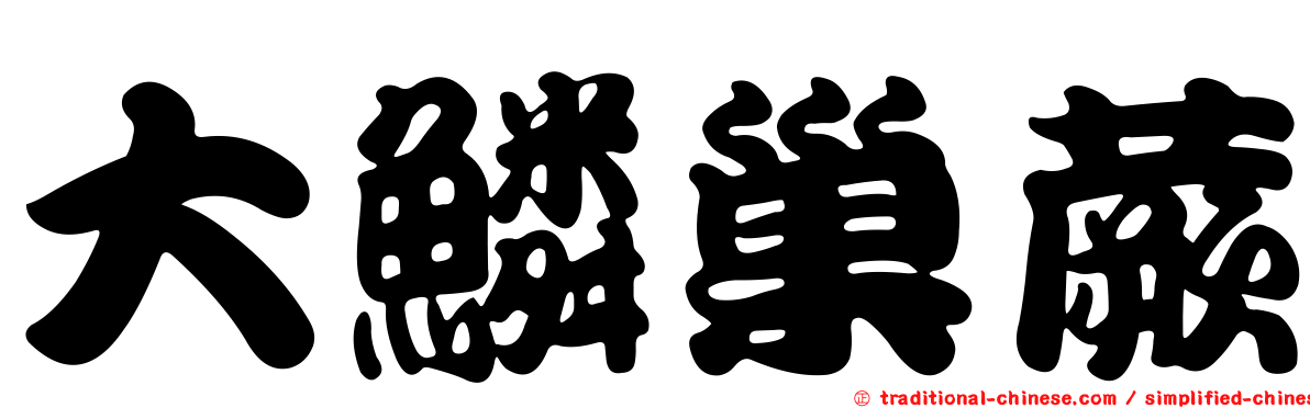 大鱗巢蕨