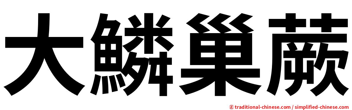 大鱗巢蕨