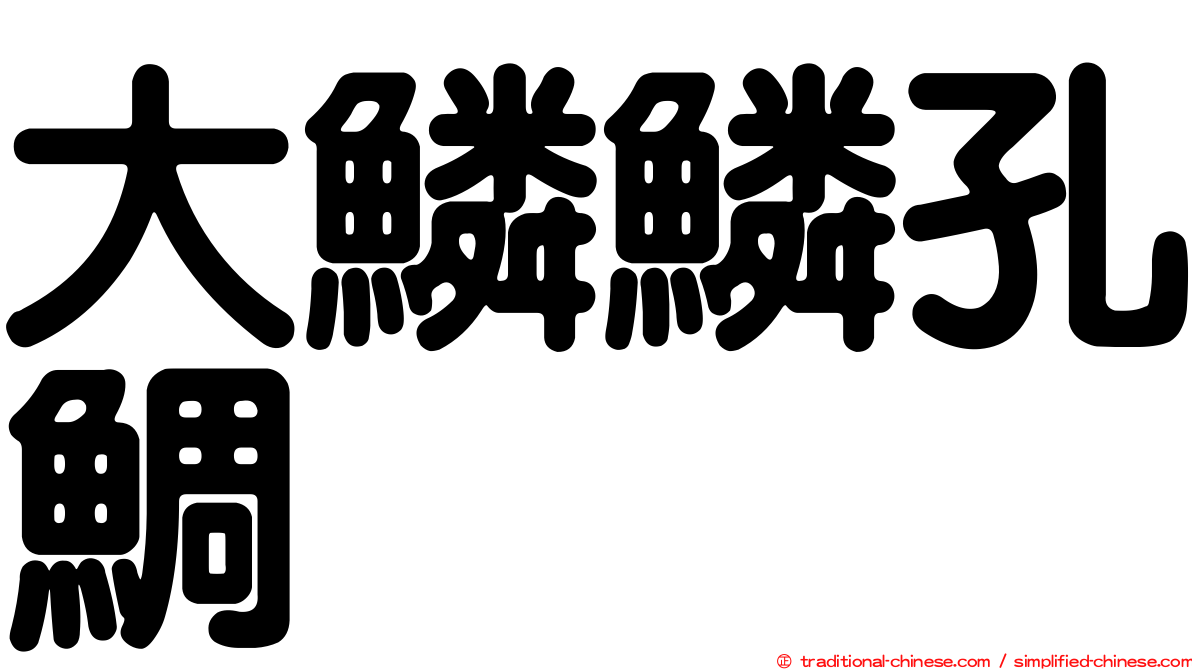 大鱗鱗孔鯛