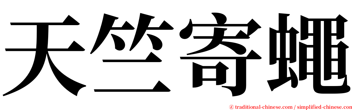 天竺寄蠅 serif font