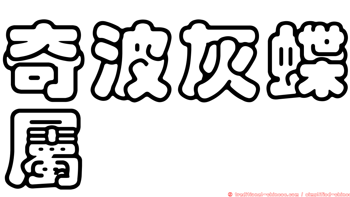 奇波灰蝶屬
