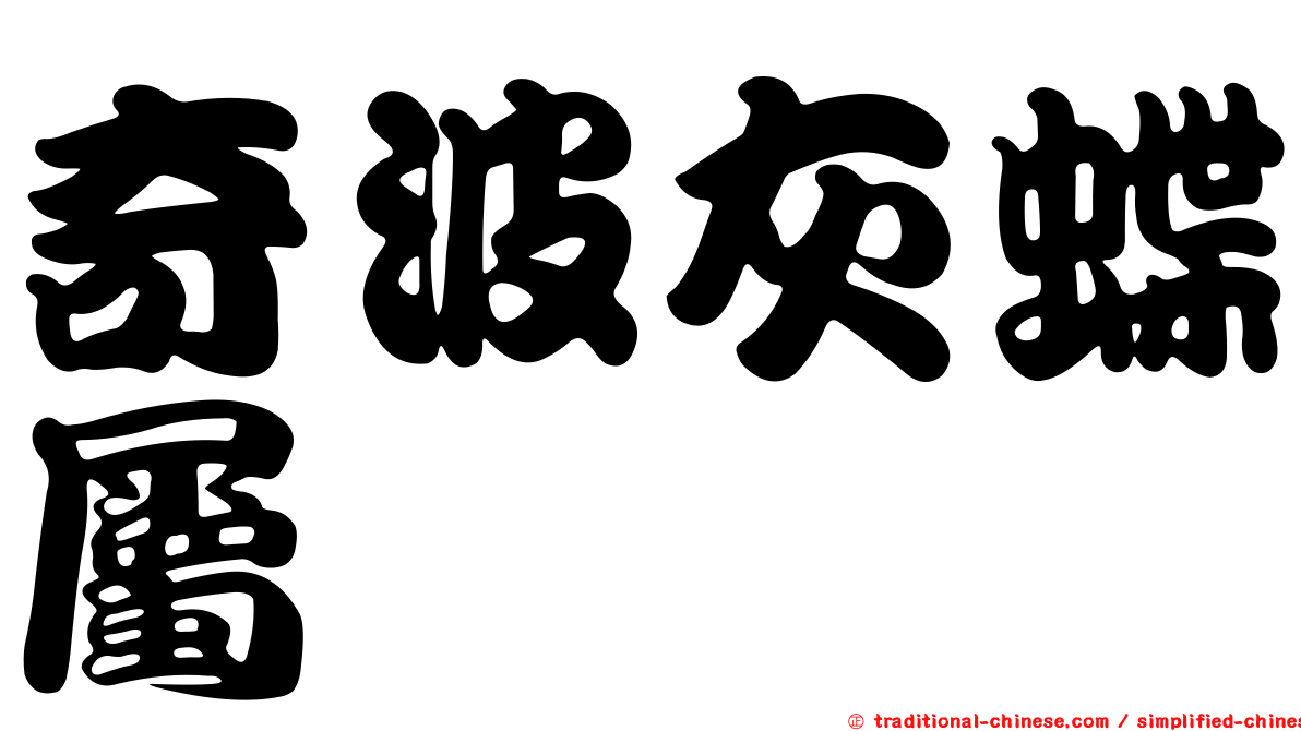 奇波灰蝶屬