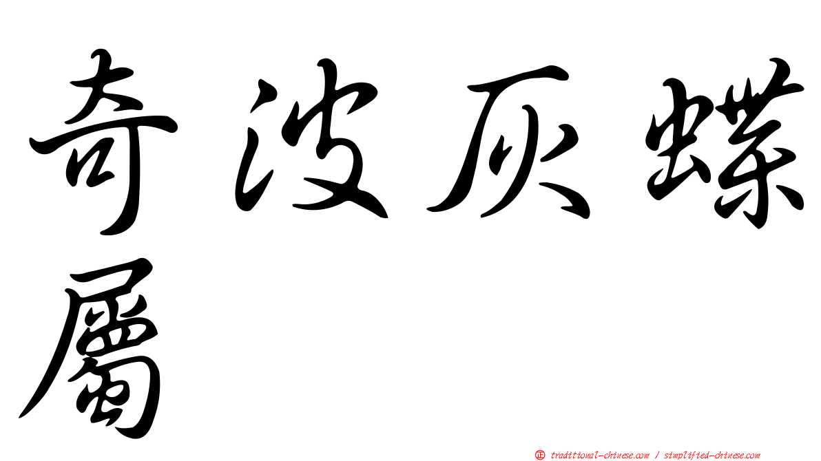 奇波灰蝶屬