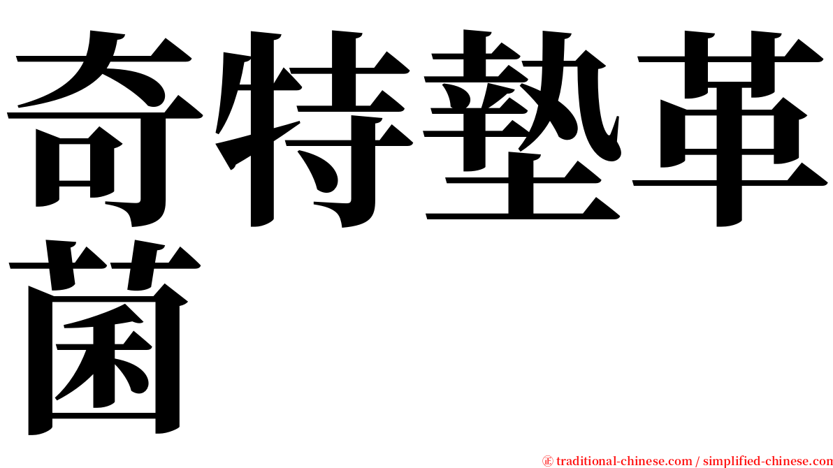 奇特墊革菌 serif font