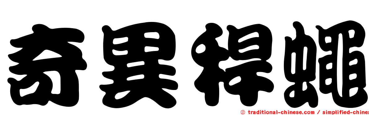 奇異稈蠅