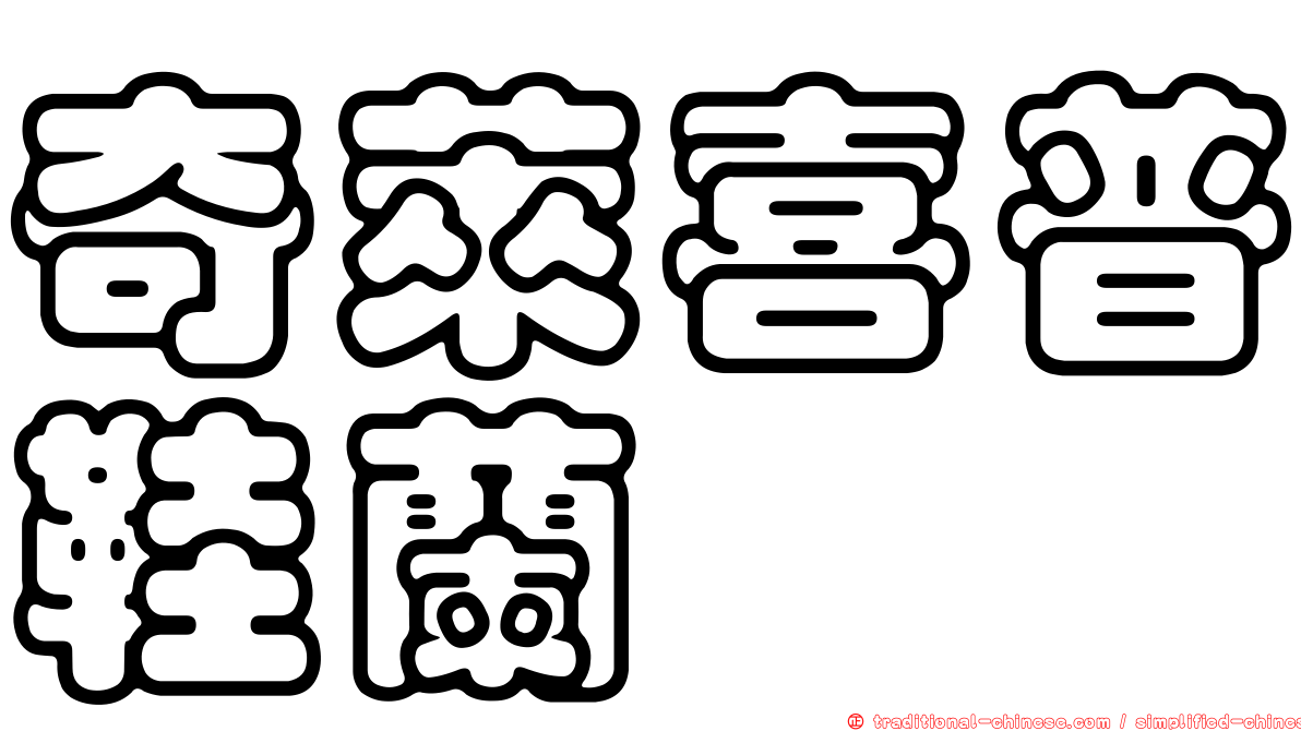 奇萊喜普鞋蘭