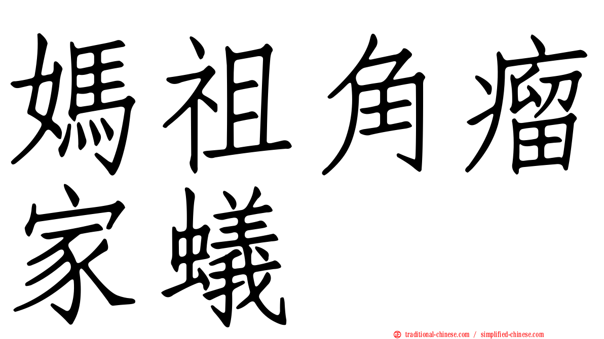 媽祖角瘤家蟻