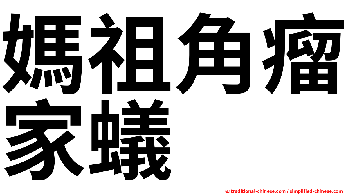 媽祖角瘤家蟻