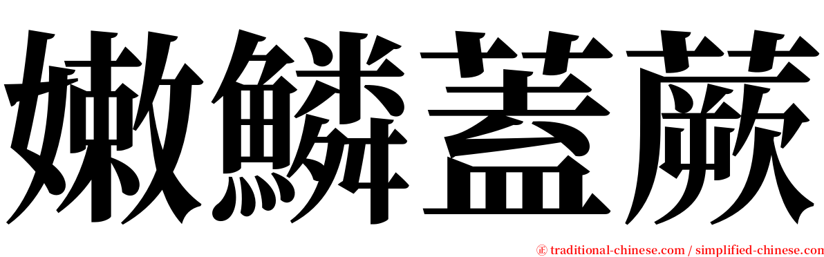 嫩鱗蓋蕨 serif font
