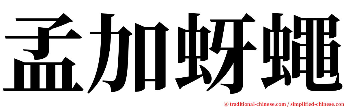 孟加蚜蠅 serif font