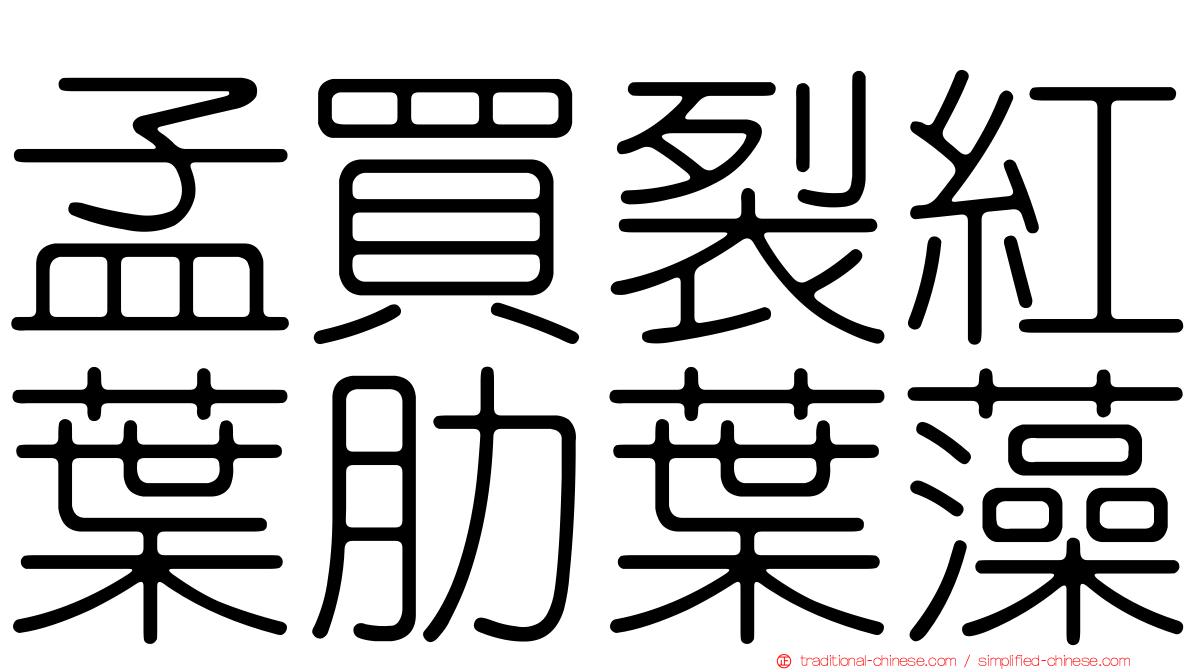 孟買裂紅葉肋葉藻