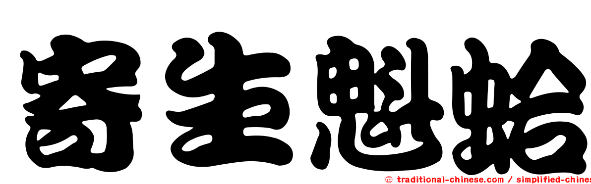 寄生魁蛤