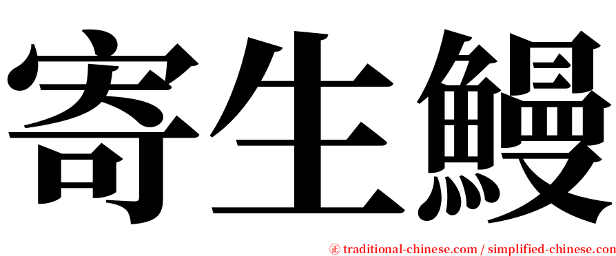 寄生鰻 serif font