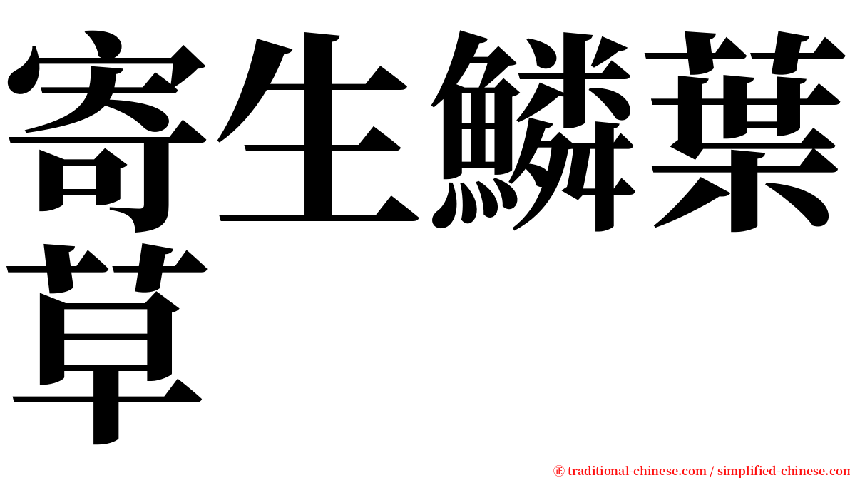 寄生鱗葉草 serif font