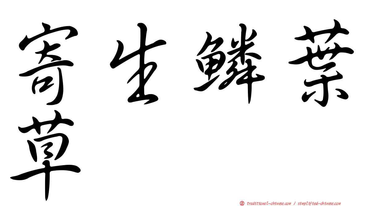 寄生鱗葉草