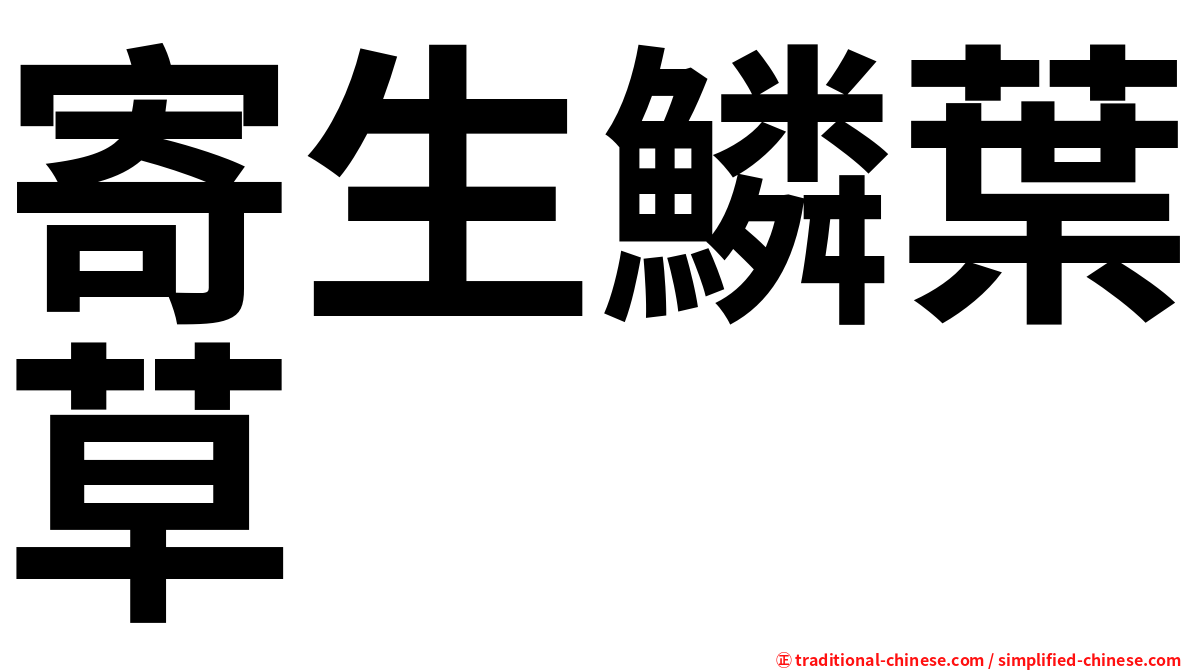 寄生鱗葉草