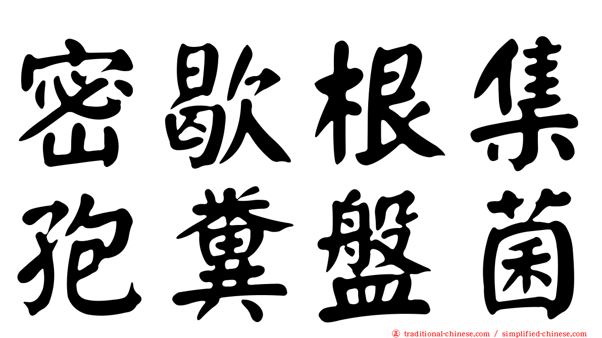 密歇根集孢糞盤菌