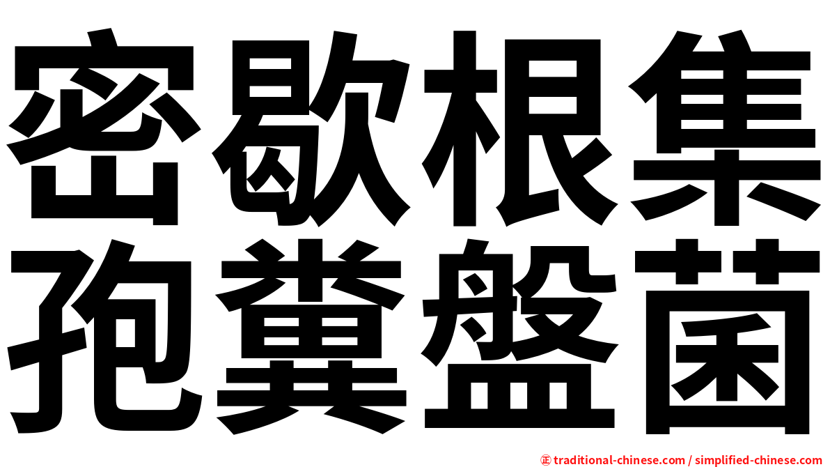 密歇根集孢糞盤菌