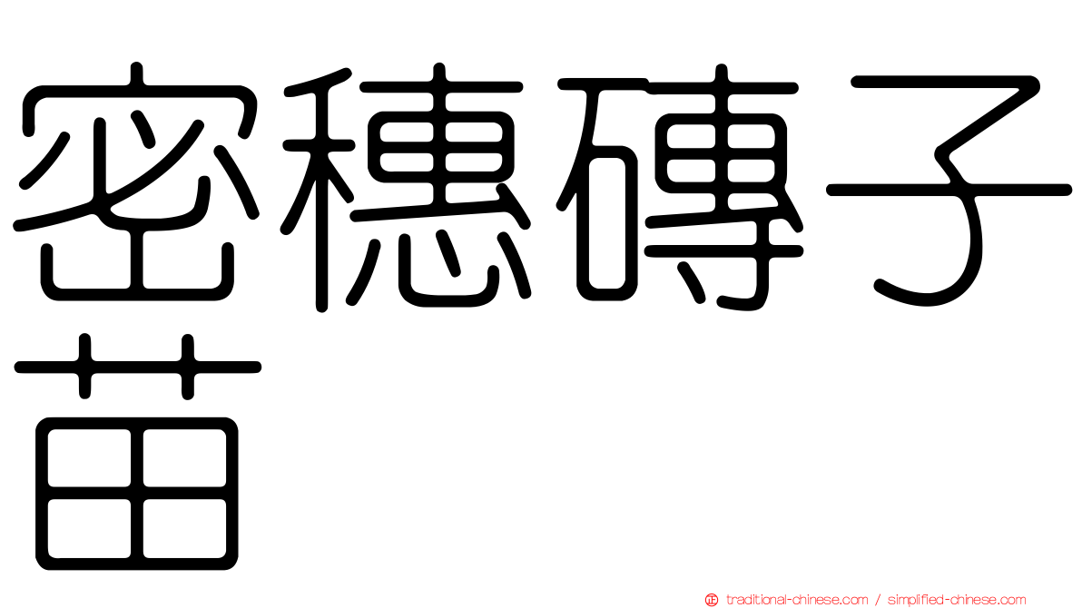 密穗磚子苗