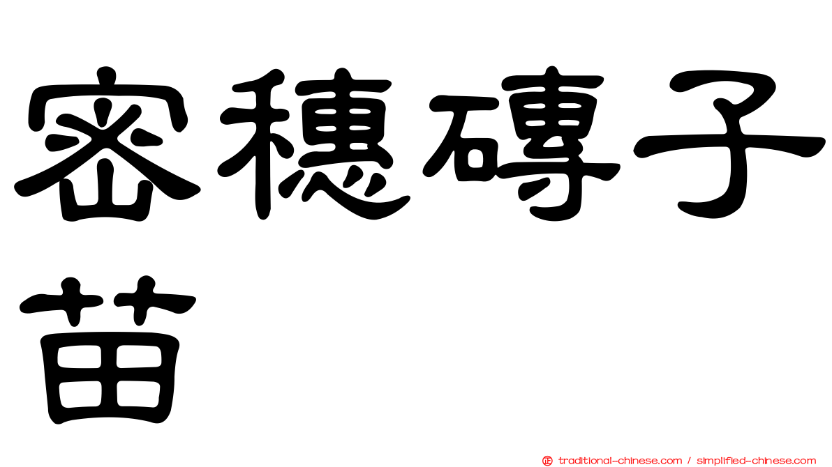 密穗磚子苗