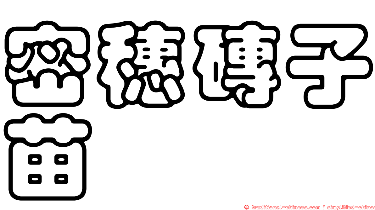密穗磚子苗